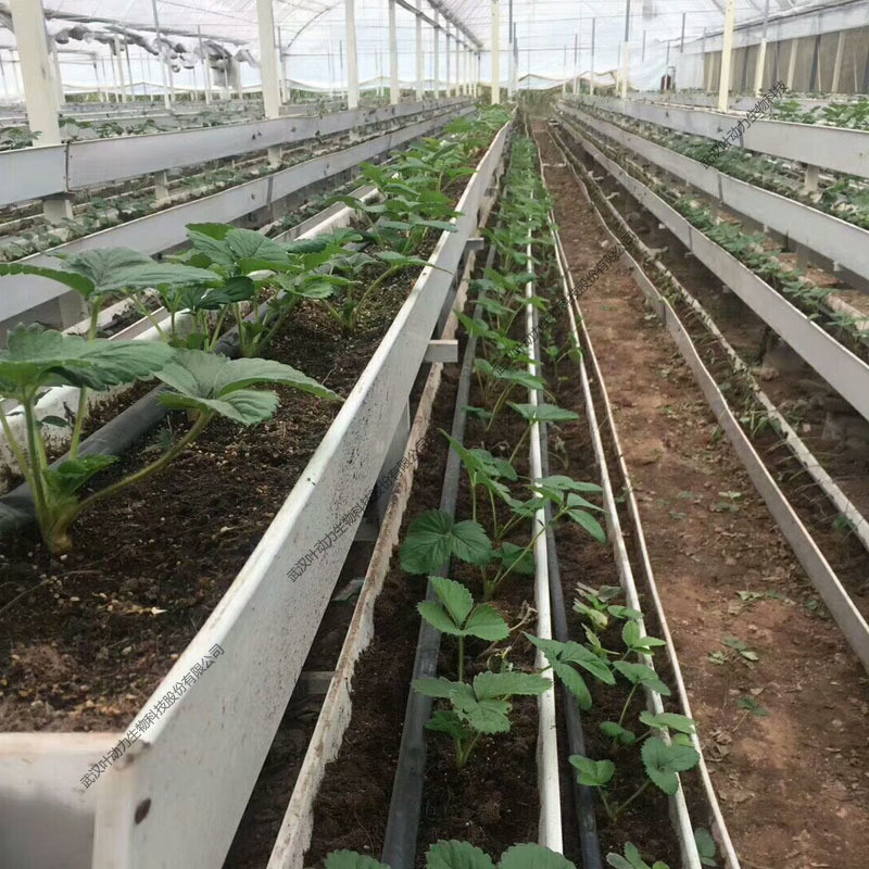 大型连栋温室 无土栽培 草莓种植大棚