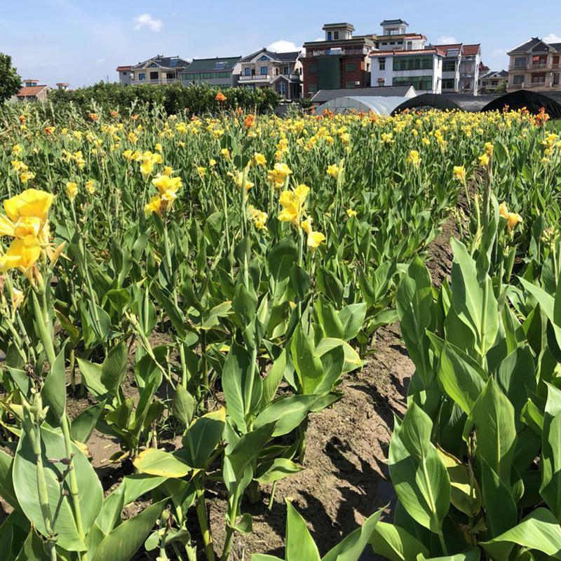 黄花美人蕉花卉水生美人蕉种根水生植物湿地植物庭院风景基地批发