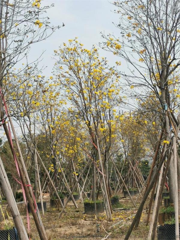 成都黄花风铃木基地 9公分黄花风铃木