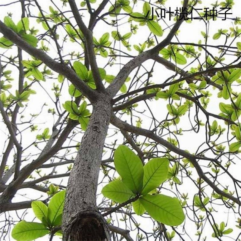 散装小叶榄仁种子 非洲榄仁雨伞树种子 大叶细叶小叶榄仁树种批发