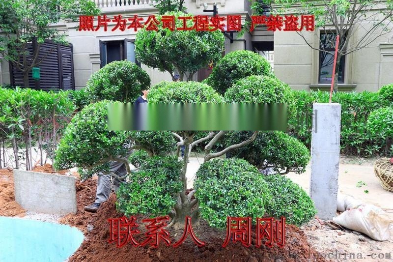 苏州造型黄杨培育种植基地 大型精品造型黄杨苗圃