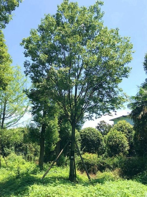 成都朴树-朴树基地-朴树报价-朴树图片-名川园艺场