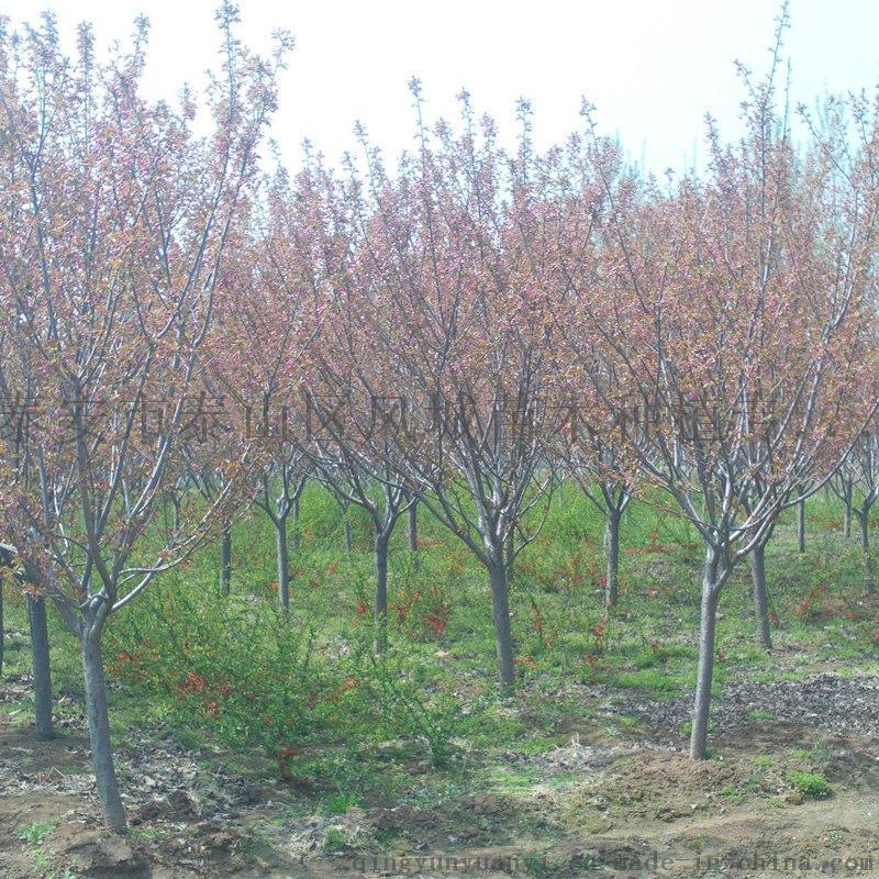 日本晚樱树苗 晚樱小苗 樱花树基地