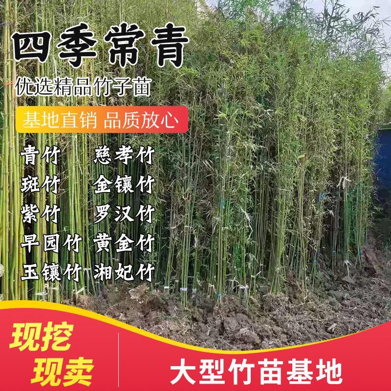 竹子苗庭院竹子植物四季常青紫竹苗青竹苗毛竹苗金镶玉竹室内盆栽