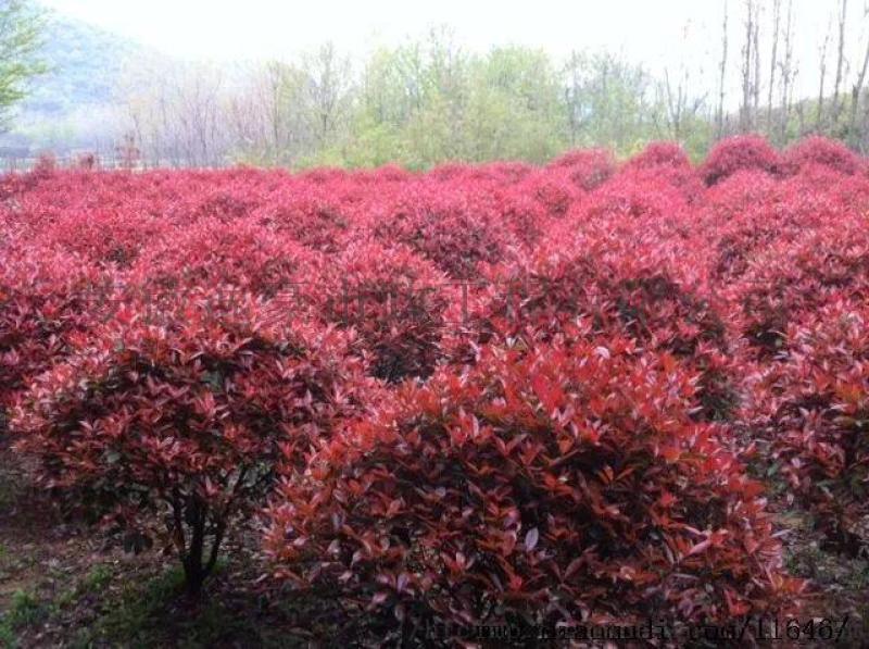 安徽合肥苗圃直销红叶石楠球，海桐球，红花继木球