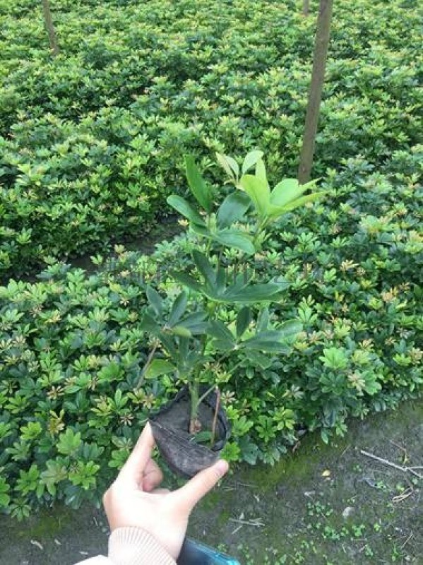 供应鸭脚木-成都苗木-鹅掌柴-郫都区名川园艺场