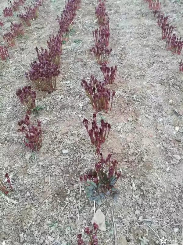 赤芍种苗量大从优质量保证