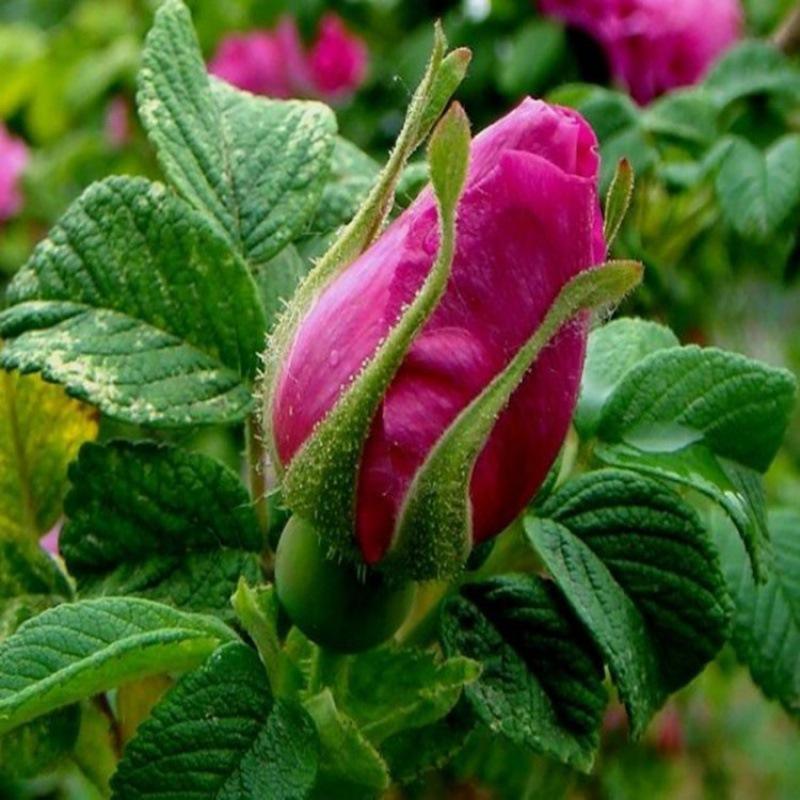 玫瑰花苗大马士革当年开花庭院花卉盆栽大盆景可食用可做花茶花园