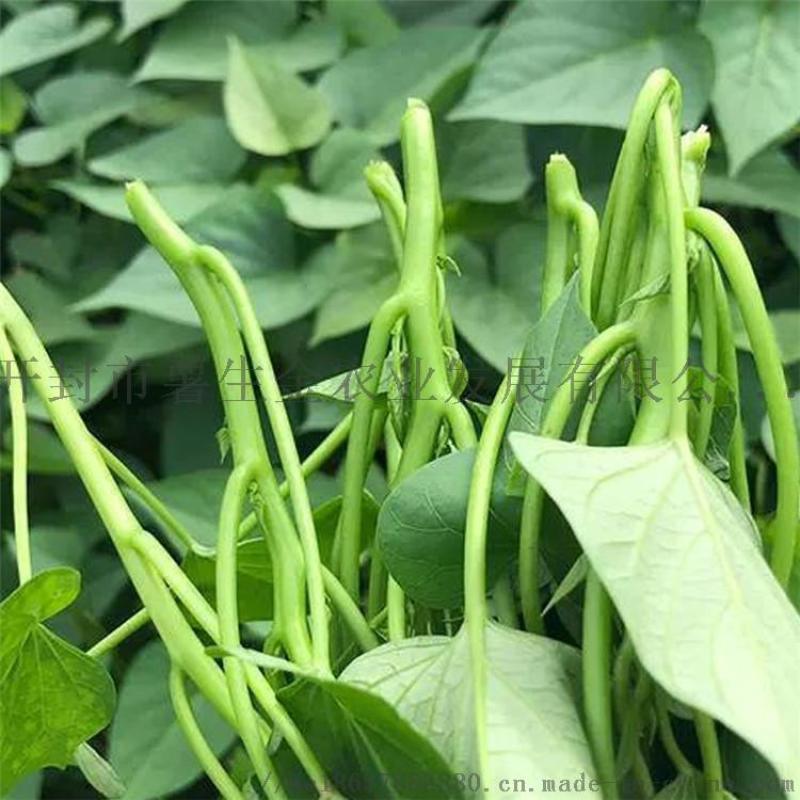 开封脱毒红薯苗种植基地-脱毒红薯苗供应