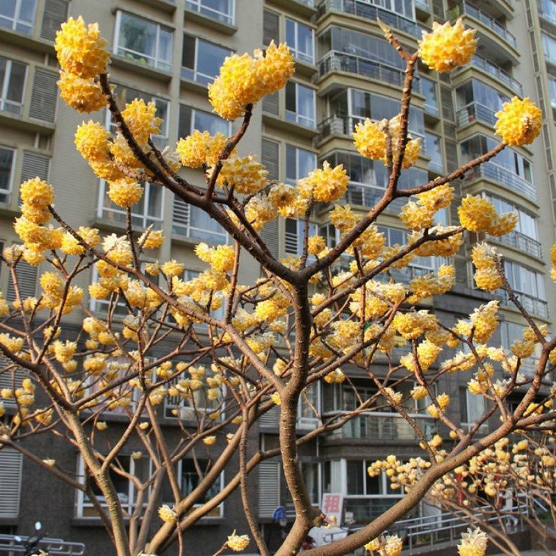 基地直销园林绿化苗木庭院植物花卉结香花苗打结树黄瑞香苗易成活