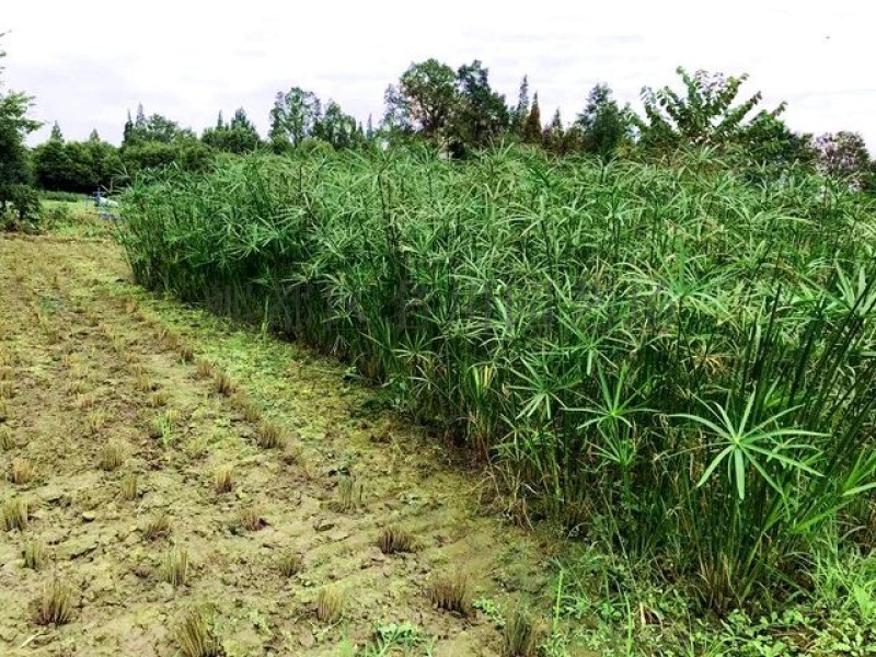 水生植物供应-成都苗木基地-成都旱伞草