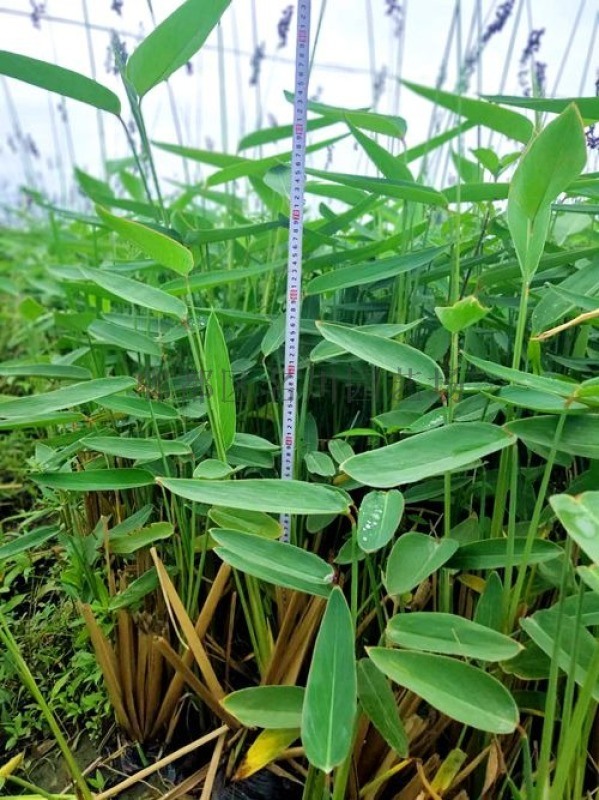 郫都区名川园艺场成都苗木基地供应水生植物再力花