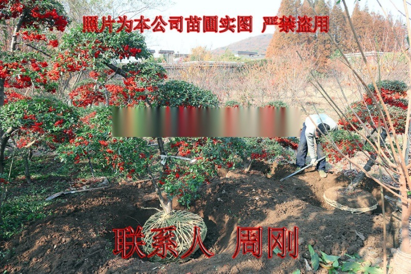 苏州造型火棘 造型红果 别墅庭院用景观造型树基地