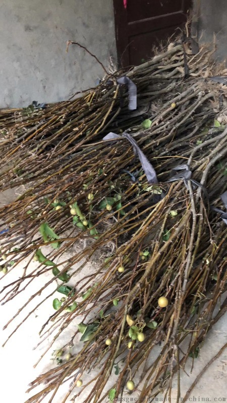 供应结果占地青花梨苗，大中小规格数量20万株