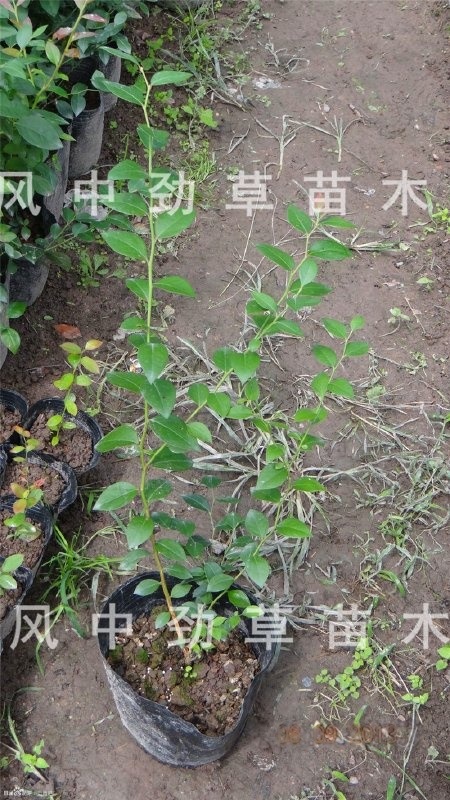 直销蓝莓树苗 矮丛蓝莓苗 批发 芬蒂 3年蓝莓苗 基地现货 果大