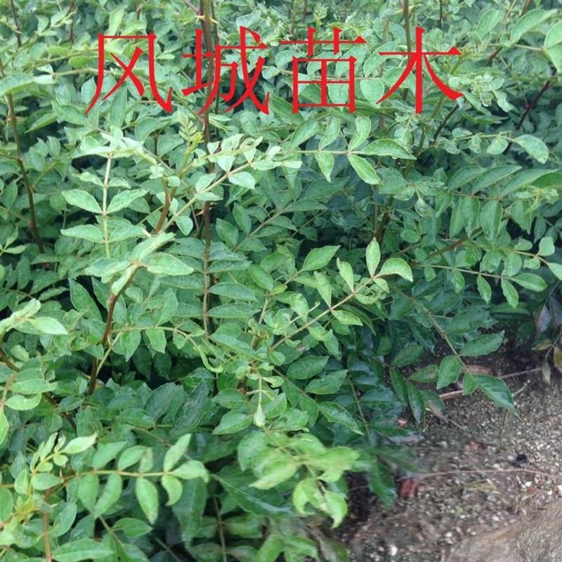 山东无刺花椒 无刺花椒苗价格 无刺花椒哪里有