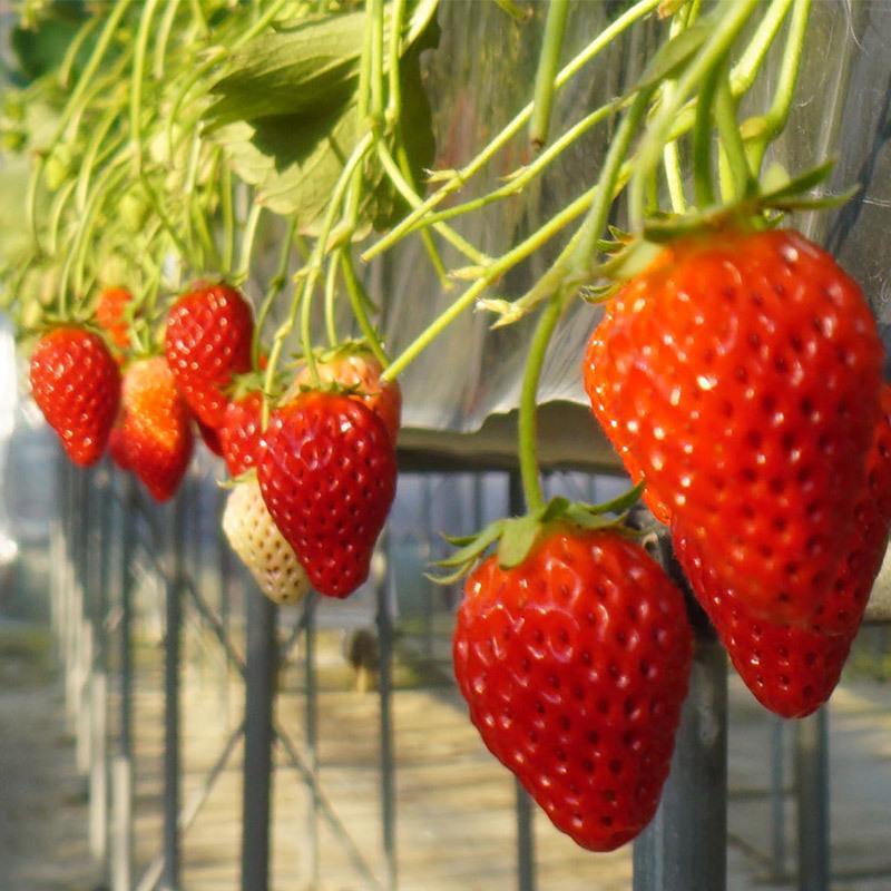 草莓苗四季种植盆栽奶油草莓苗南方室内四季结果盆栽爬藤果树苗