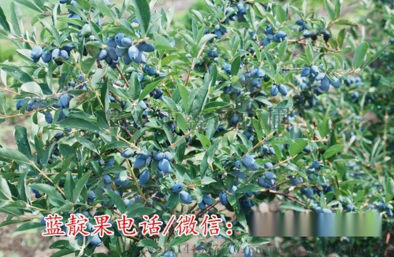 蓝靛果苗 蓝丰蓝靛果苗 蓝靛果忍冬苗 耐寒零下50度