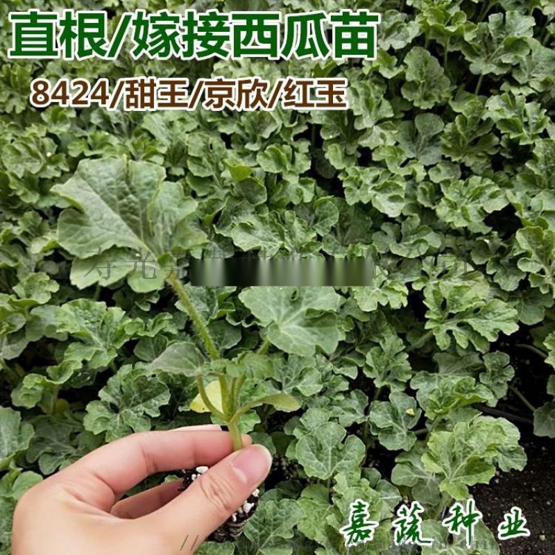 嫁接 直播8424西瓜苗 甜王西瓜苗子