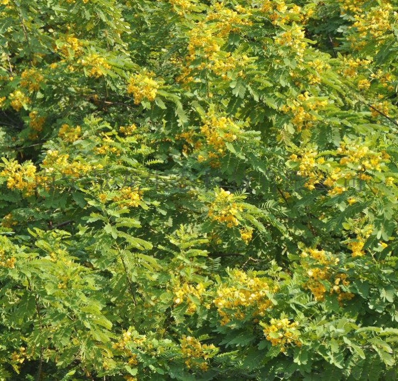 南宁景龙生态 大量批发零售黄花槐灌木种子