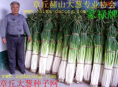大葱种子